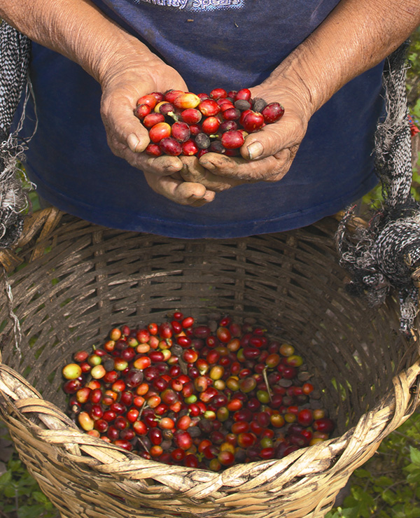 남미 최고 품질의 천연 자연 재배 커피